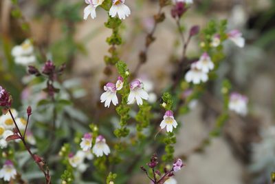 Euphrasia transmorrisonensis, photographed by Cynthia Su