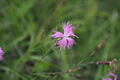 Dianthus pygmaeus, photographed by Cynthia Su
