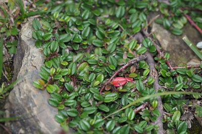 Cotoneaster morrisonensis, photographed by Cynthia Su