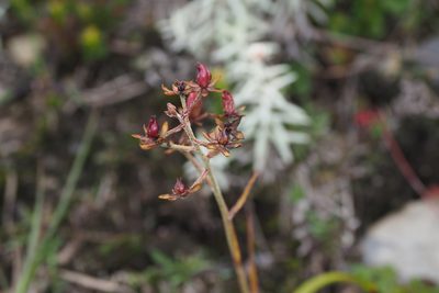 Veratrum formosanum, photographed by Cynthia Su