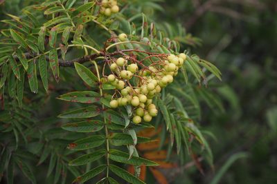 Sorbus randaiensis, photographed by Cynthia Su