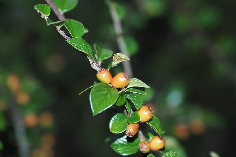 Cotoneaster apiculatus, photographed by Cynthia Su