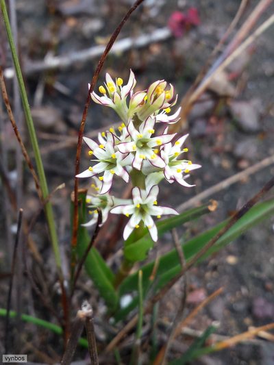 Wurmbea inusta, photographed by Chris Vynbos