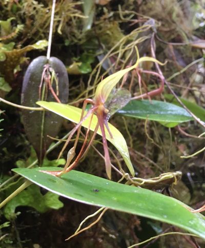 Pleurothallis killipii, photographed by Andrew J. Crawford