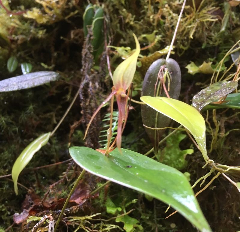 Pleurothallis killipii, photographed by Andrew J. Crawford