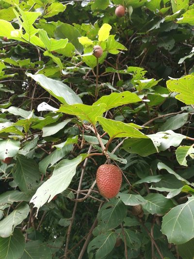 Nauclea latifolia, photographed by Mattia Menchetti