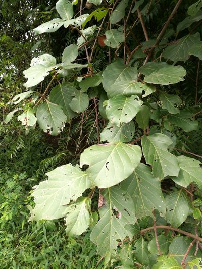 Nauclea latifolia, photographed by Mattia Menchetti