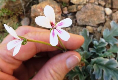 Pelargonium pulchellum, photographed by linkie