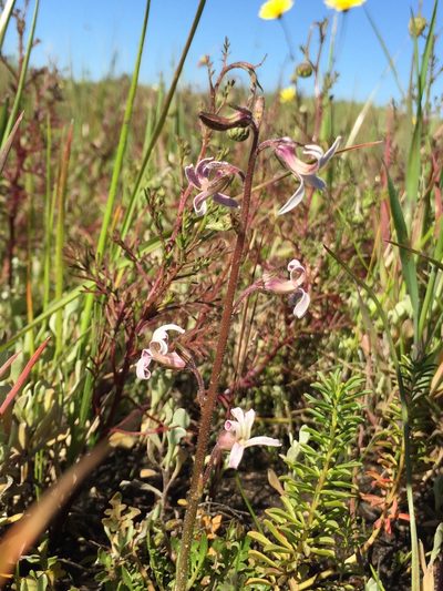 Cyphia incisa, photographed by Caroline Voget