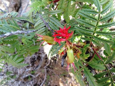 Melianthus pectinatus, photographed by linkie