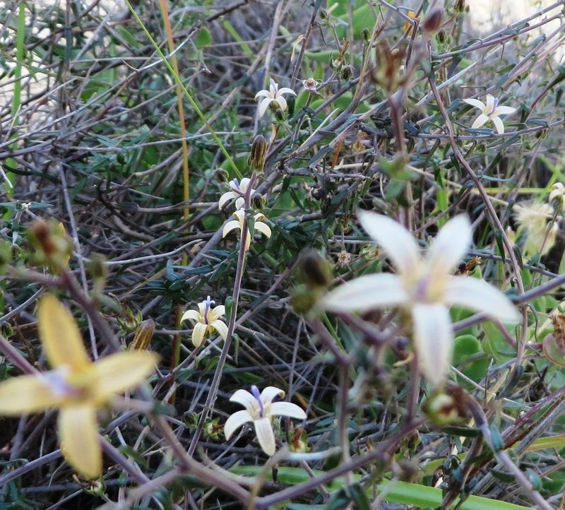 Wahlenbergia thunbergiana, photographed by linkie