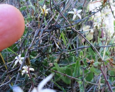 Wahlenbergia thunbergiana, photographed by linkie