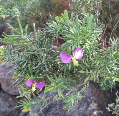 Polygala lasiosepala, photographed by linkie
