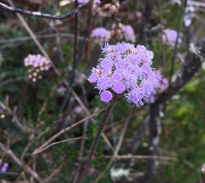 Lourteigia microphylla, photographed by Andrew J. Crawford