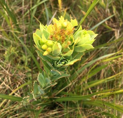 Pentacalia vaccinioides, photographed by Andrew J. Crawford