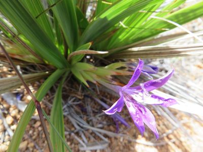 Babiana dregei, photographed by linkie