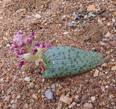 Lachenalia carnosa, photographed by linkie