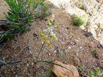 Lachenalia hirta, photographed by linkie