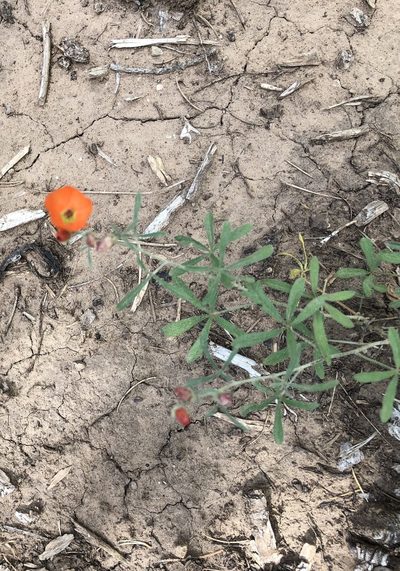 Sphaeralcea digitata, photographed by CK2AZ
