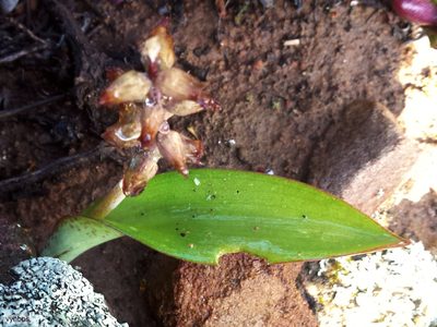 Lachenalia aurioliae, photographed by Chris Vynbos