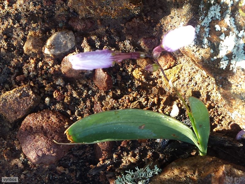 Ixia latifolia, photographed by Chris Vynbos