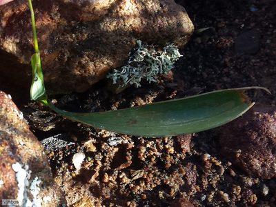 Ixia latifolia, photographed by Chris Vynbos