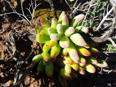 Tylecodon reticulatus, photographed by Chris Vynbos