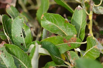 Salix hookeriana, photographed by David Anderson
