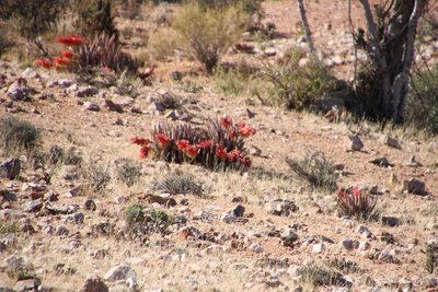 Aloe claviflora, photographed by Tony Rebelo