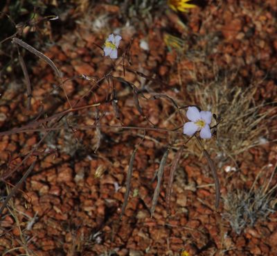 Heliophila trifurca, photographed by Tony Rebelo