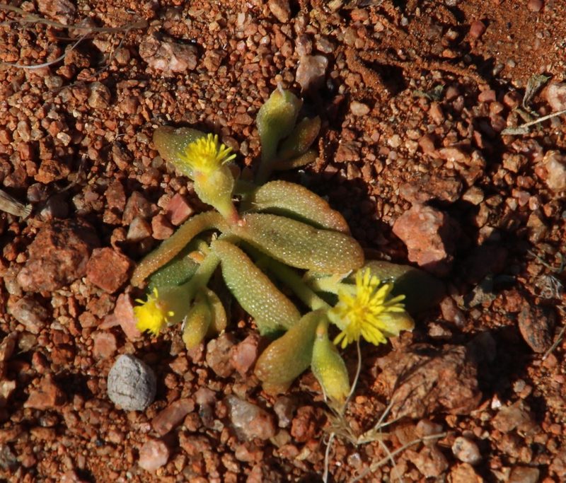 Mesembryanthemum inachabense, photographed by Tony Rebelo
