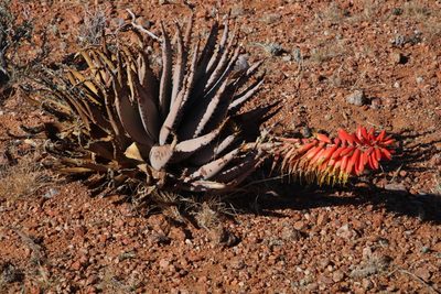 Aloe claviflora, photographed by Tony Rebelo