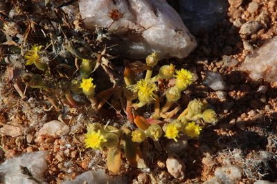 Mesembryanthemum inachabense, photographed by Tony Rebelo