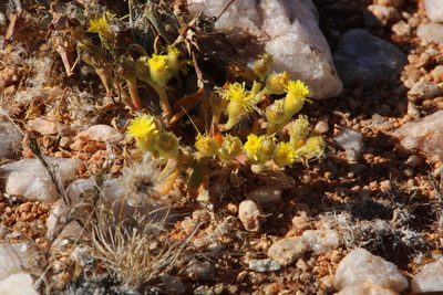 Mesembryanthemum inachabense, photographed by Tony Rebelo