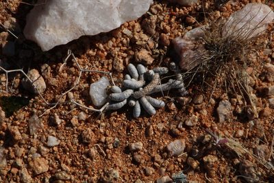Anacampseros albissima, photographed by Tony Rebelo