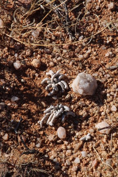 Anacampseros albissima, photographed by Tony Rebelo
