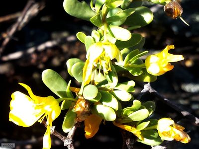 Roepera lichtensteiniana, photographed by Chris Vynbos