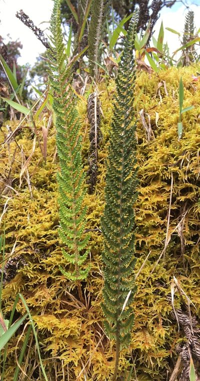 Polystichum orbiculatum, photographed by Andrew J. Crawford