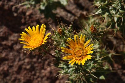 Berkheya spinosissima, photographed by Tony Rebelo