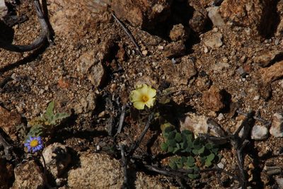 Oxalis sonderiana, photographed by Tony Rebelo