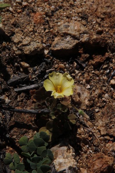 Oxalis sonderiana, photographed by Tony Rebelo