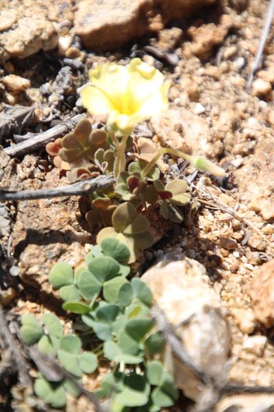 Oxalis sonderiana, photographed by Tony Rebelo