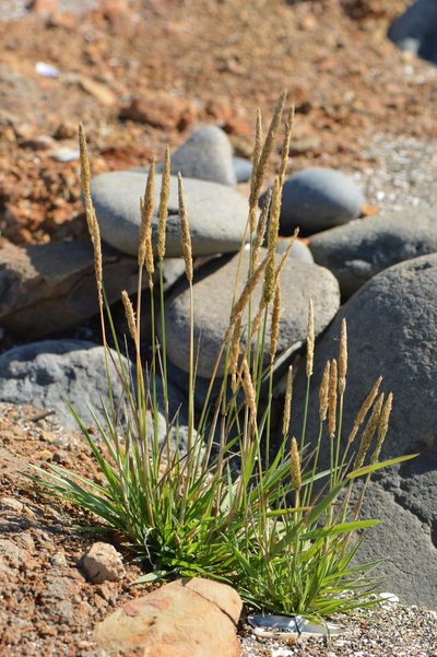 Agrostis exarata, photographed by David Anderson