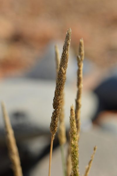 Agrostis exarata, photographed by David Anderson