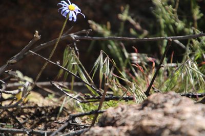 Bromus pectinatus, photographed by Tony Rebelo