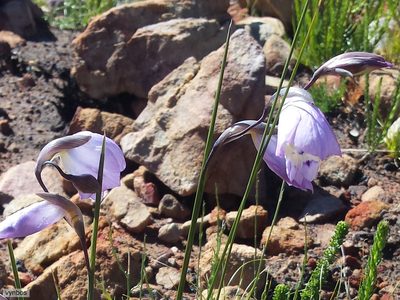 Gladiolus rogersii, photographed by Chris Vynbos