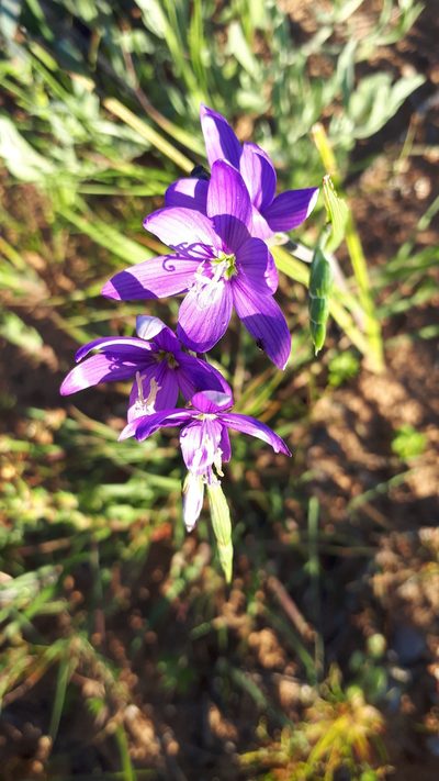 Geissorhiza lewisiae, photographed by Lorraine Coetzee Mcgibbon