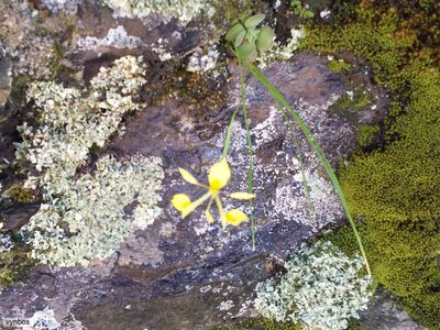 Moraea thomasiae, photographed by Chris Vynbos