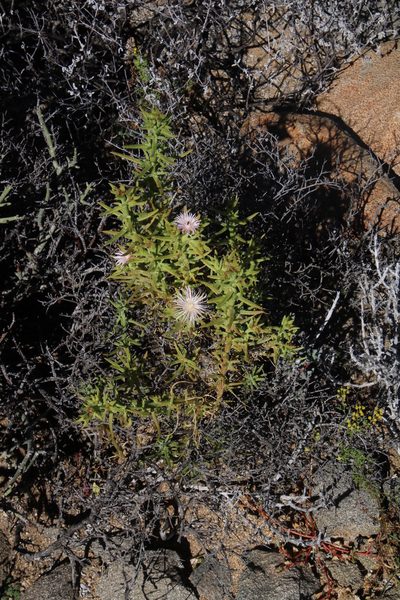 Mesembryanthemum vanheerdei, photographed by Tony Rebelo
