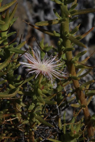 Mesembryanthemum vanheerdei, photographed by Tony Rebelo